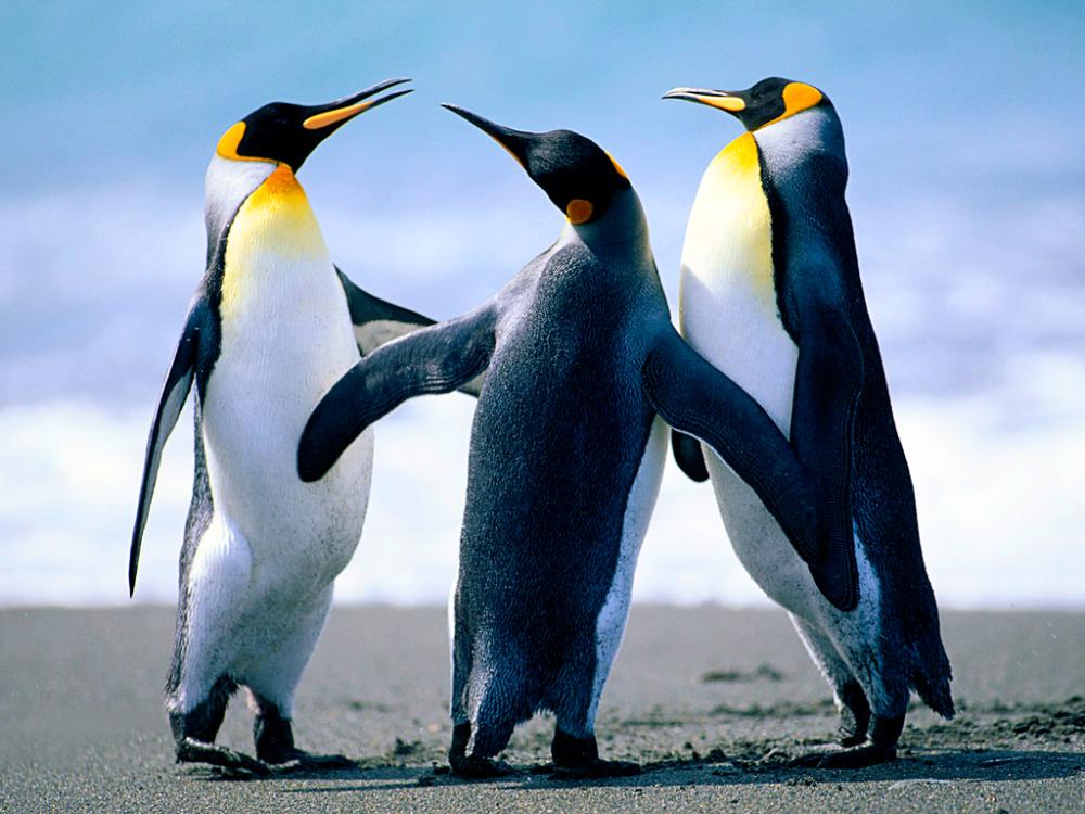Penguin Unit